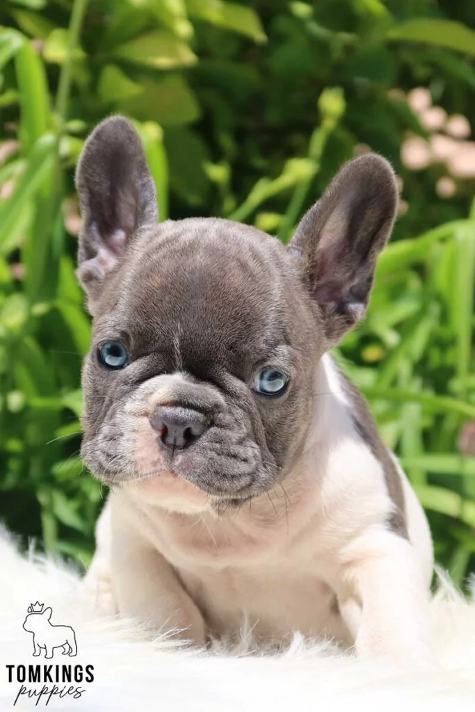 Tips for Taking Care of a Blue French Bulldog