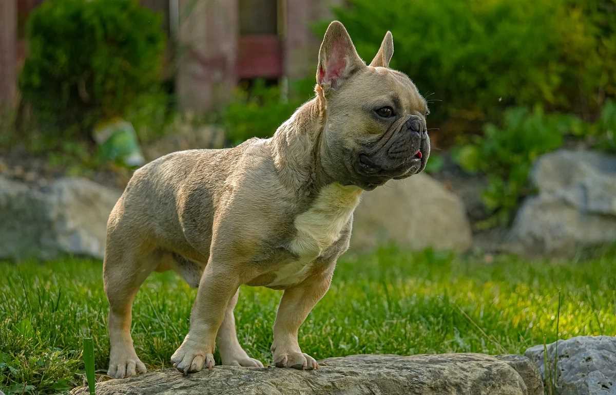 The Origins and Characteristics of the Full Grown Blue Brindle French Bulldog