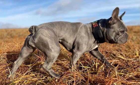 Activities and Training for Full Grown Blue Brindle French Bulldogs
