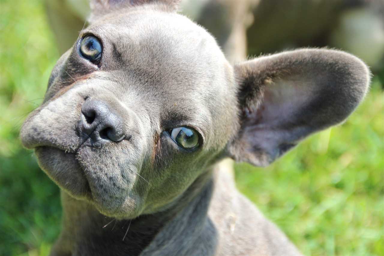 Health Concerns and Tips for a Gray Blue French Bulldog