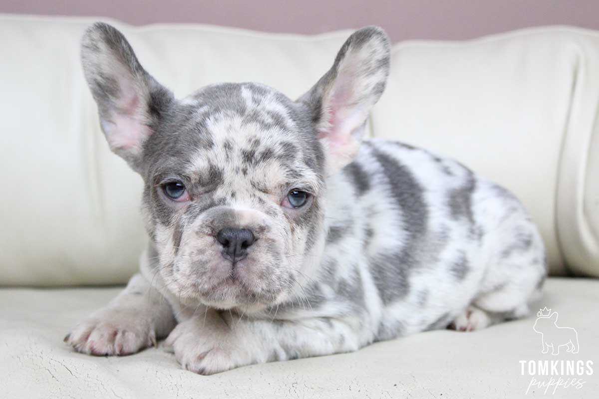Lilac Merle French Bulldog Everything You Need to Know
