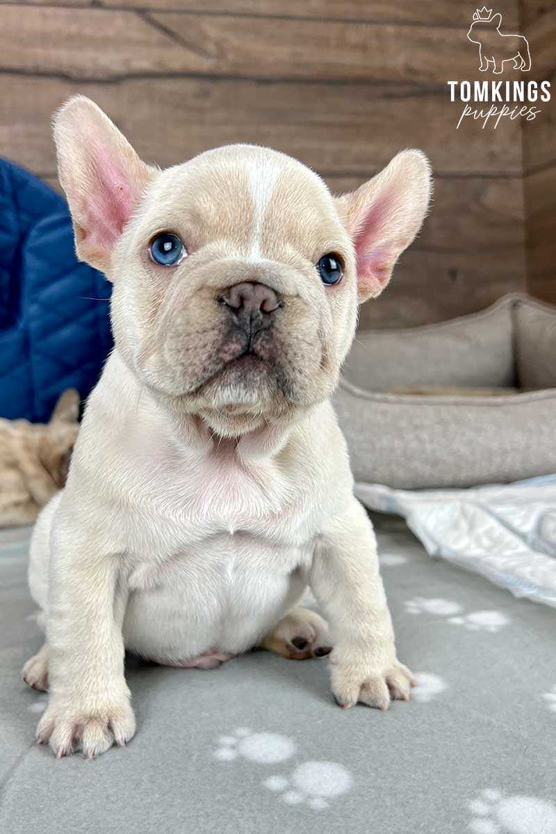 Loving and Adorable The French Bulldog Cream