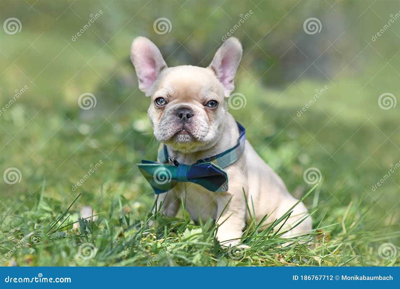 The Beauty of Lilac Cream French Bulldogs
