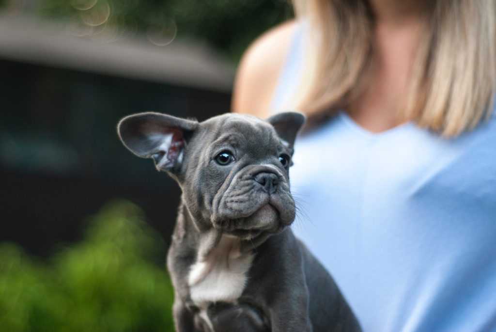 The Blue Grey French Bulldog Puppies A Complete Overview