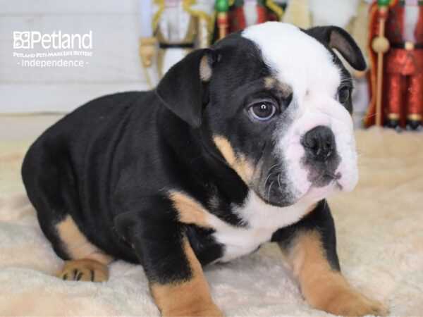 The English Bulldog: A Cute and Adorable Companion