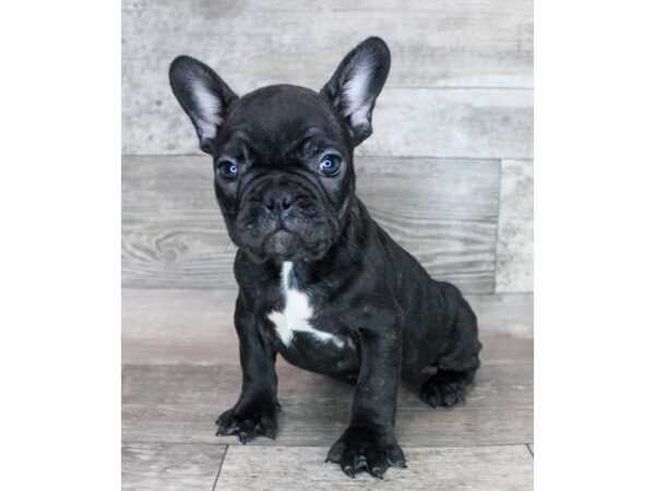 Making the French Bulldog Brindle Black a Part of Your Family