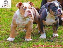 The Old English Bulldog Merle A Fascinating Breed