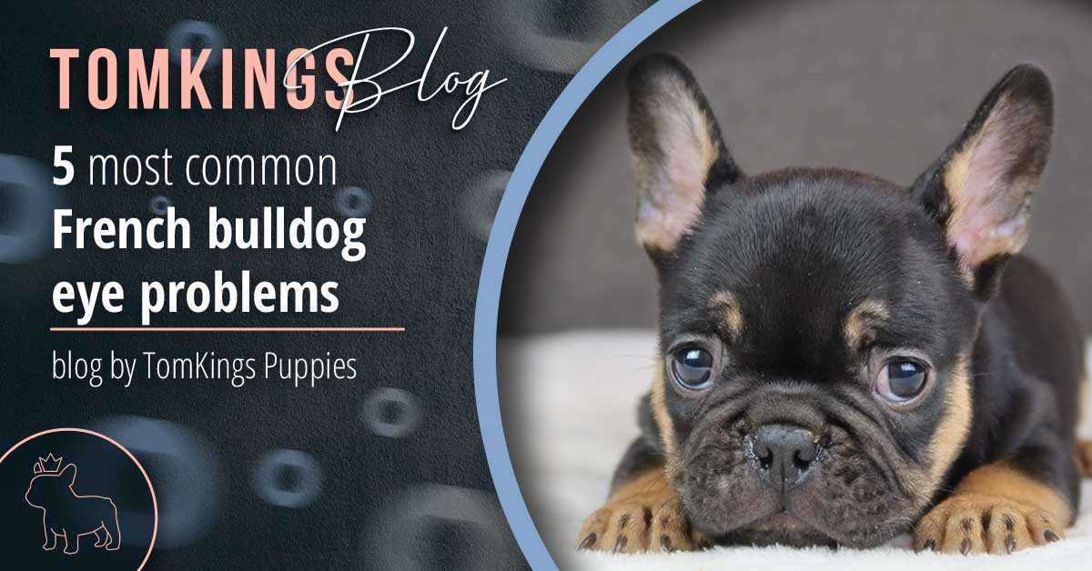 Causes of Red Eyes in French Bulldogs