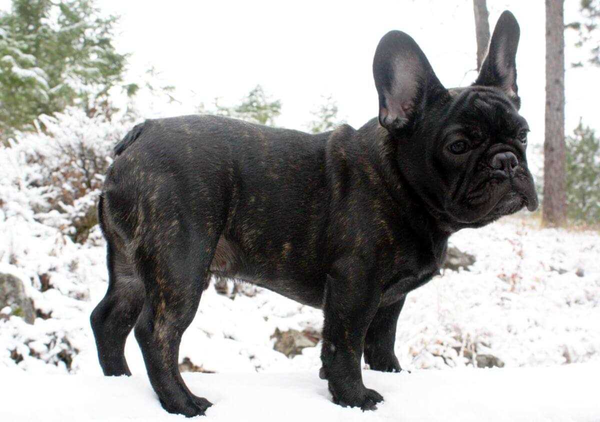 Why Dark Brindle French Bulldogs Are a Favorite Among Dog Enthusiasts