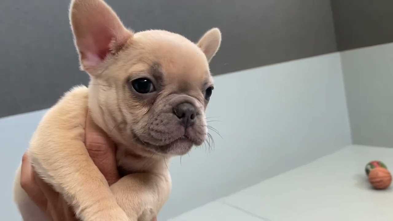 About the Lilac Pied French Bulldog