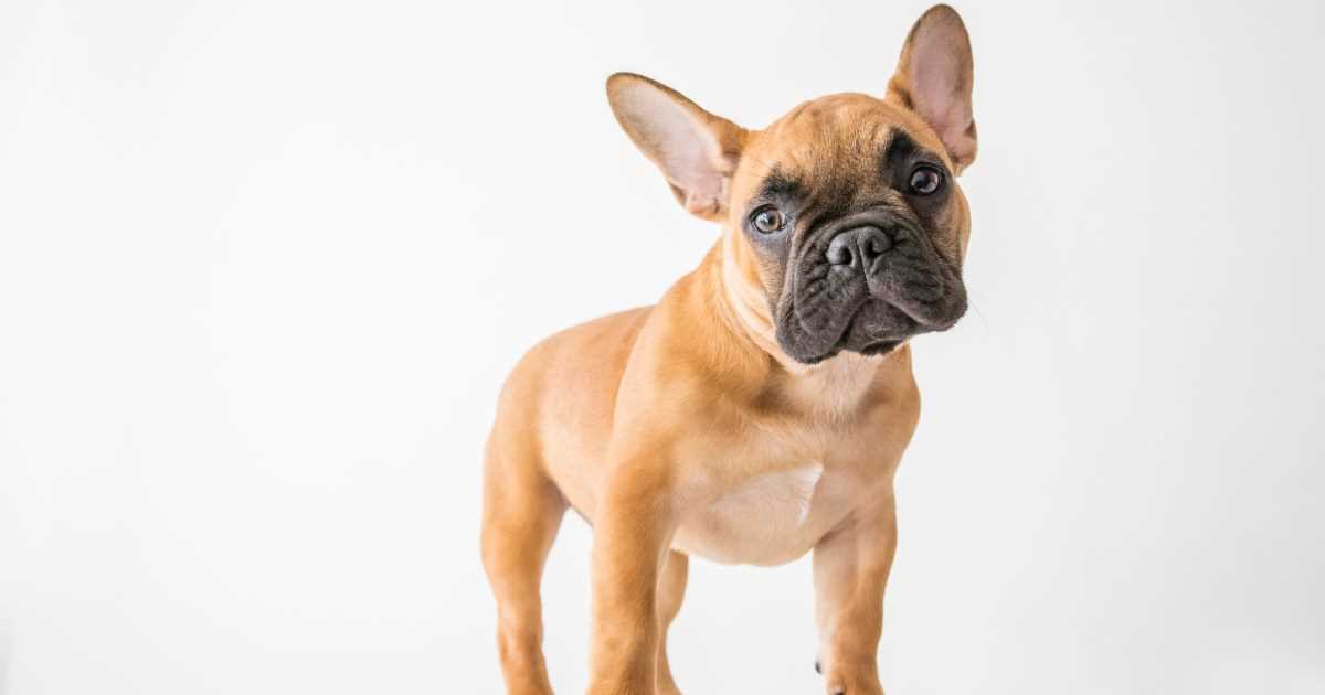 The All Black French Bulldog: A Unique and Adorable Variation