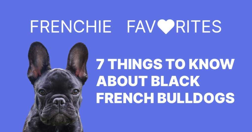 Caring for an All Black French Bulldog