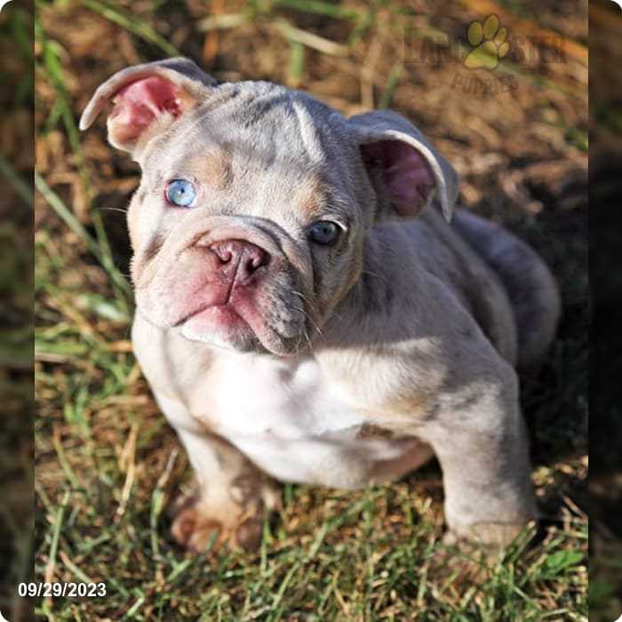 Blue Eyed English Bulldog The Playful and Loyal Pet