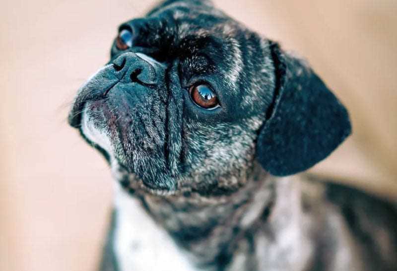 The Physical Characteristics of the Blue Heeler French Bulldog Mix