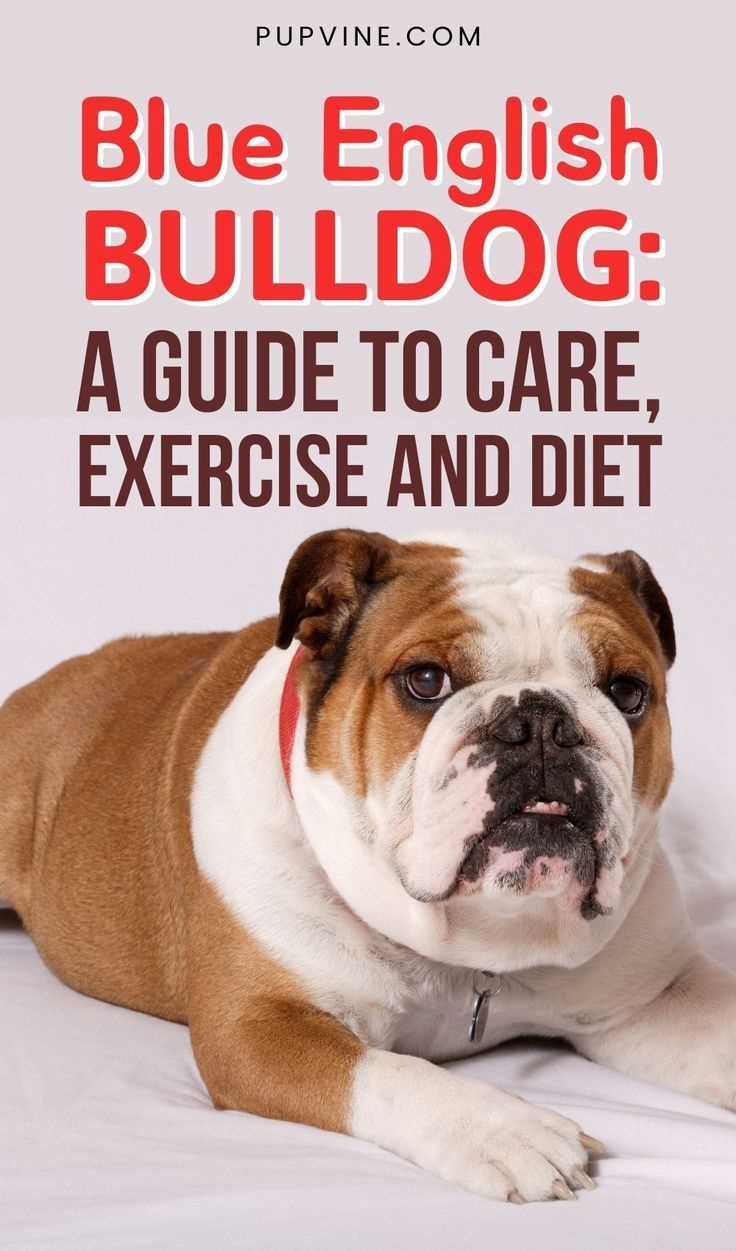 Blue Merle Olde English Bulldog A Comprehensive Guide for Dog Enthusiasts