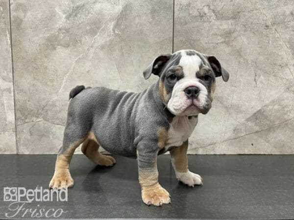 Blue Tri English Bulldog The Perfect Pet for Dog Lovers