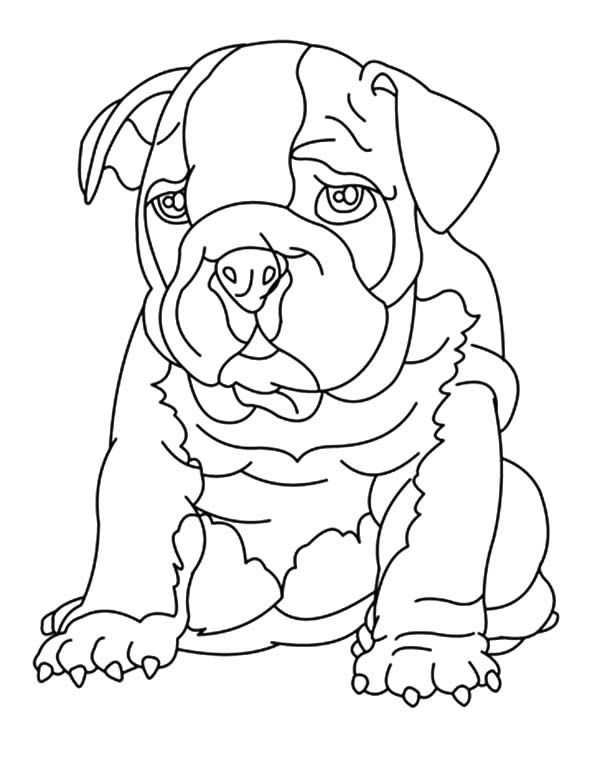 Bulldog Coloring