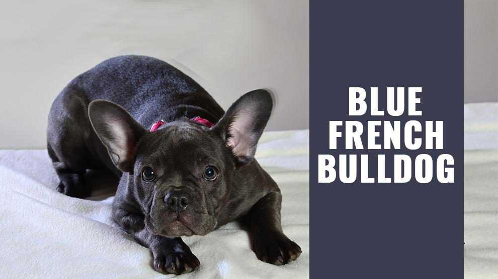 Dark Grey French Bulldog A Beloved Pet with Unique Features