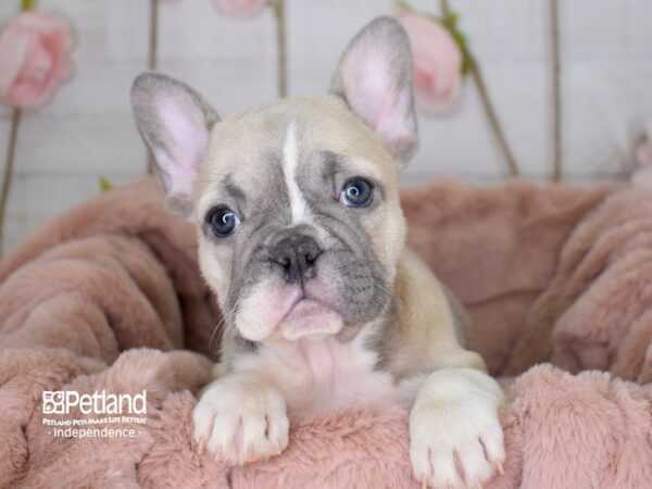 About Fawn Piebald French Bulldogs