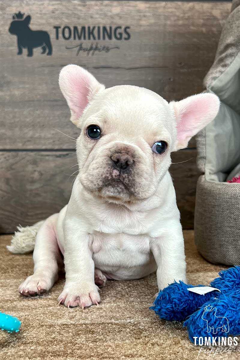 Understanding Cream Color in French Bulldogs