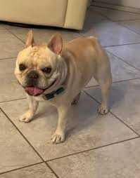 Caring for a Cream Colored French Bulldog