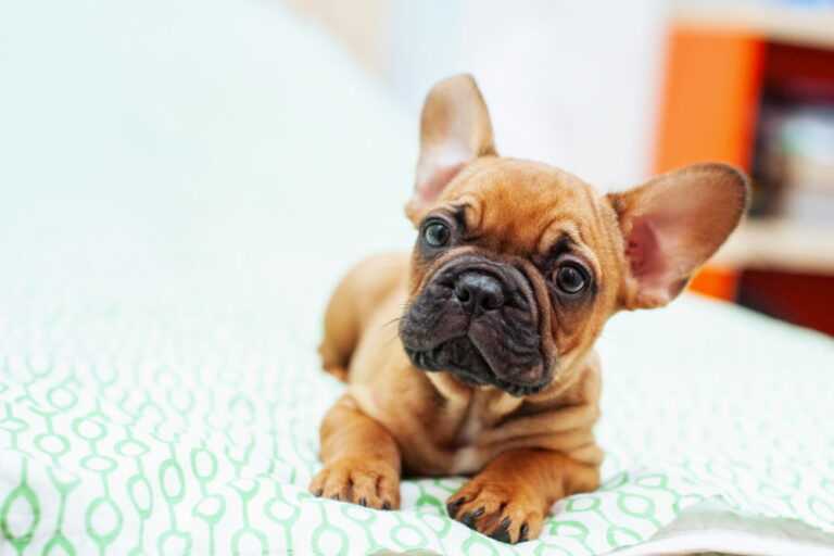 Origin and History of the French Bulldog