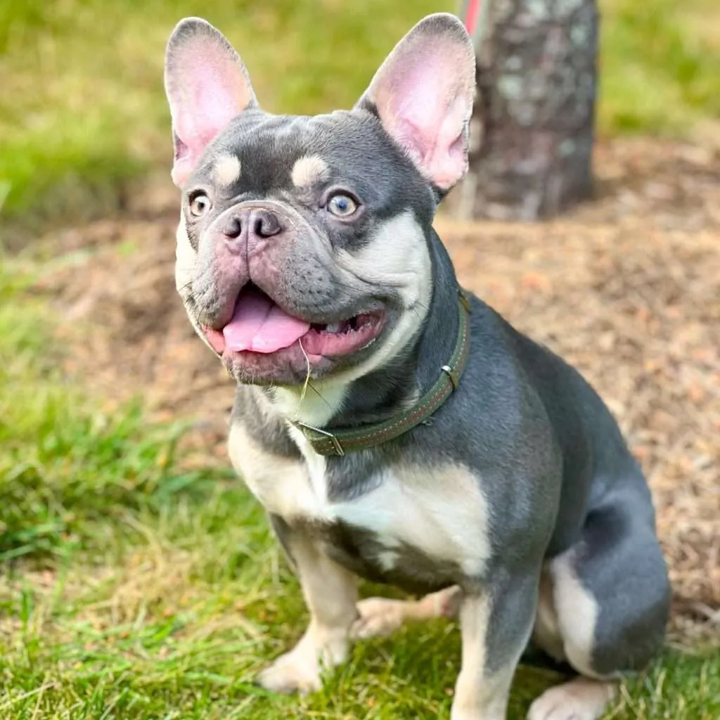 Training and Socializing Your French Bulldog Pied