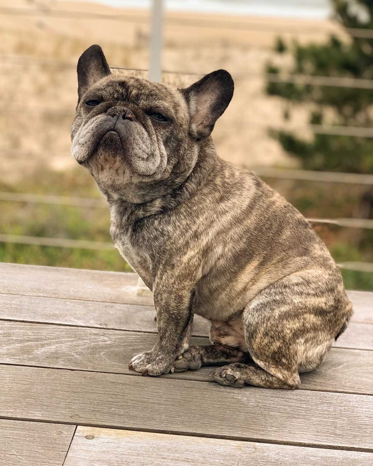 The Appeal of the Reverse Brindle Pattern in French Bulldogs