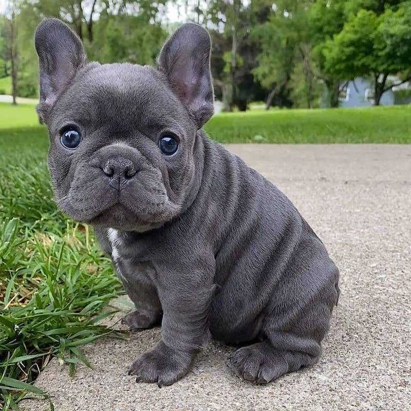 Gray French Bulldogs The Gorgeous and Playful Breed