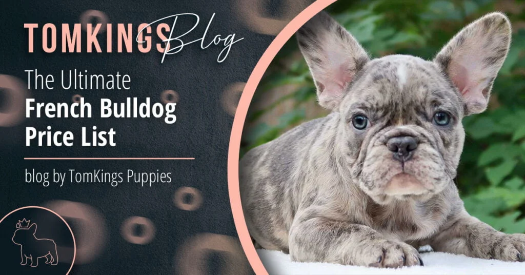 Caring for Pied French Bulldog Puppies