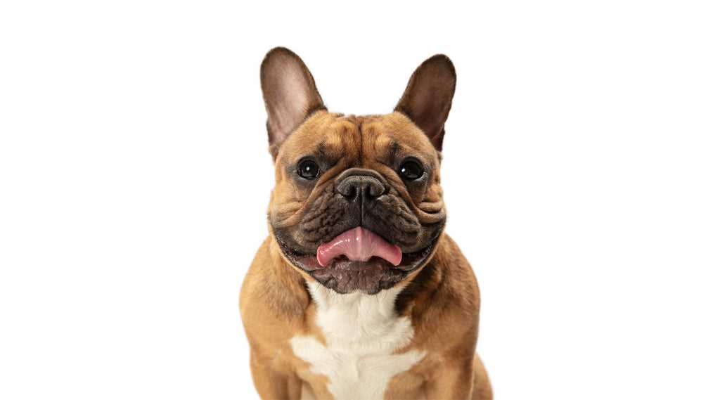 Pied French Bulldog Puppies The Ultimate Guide for Dog Lovers