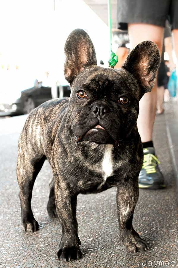 The Origins and Characteristics of the Chocolate Brindle French Bulldog
