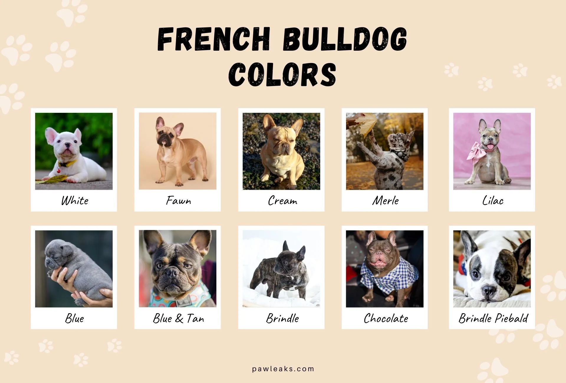 The Unique Coat Color of the Chocolate Brindle French Bulldog