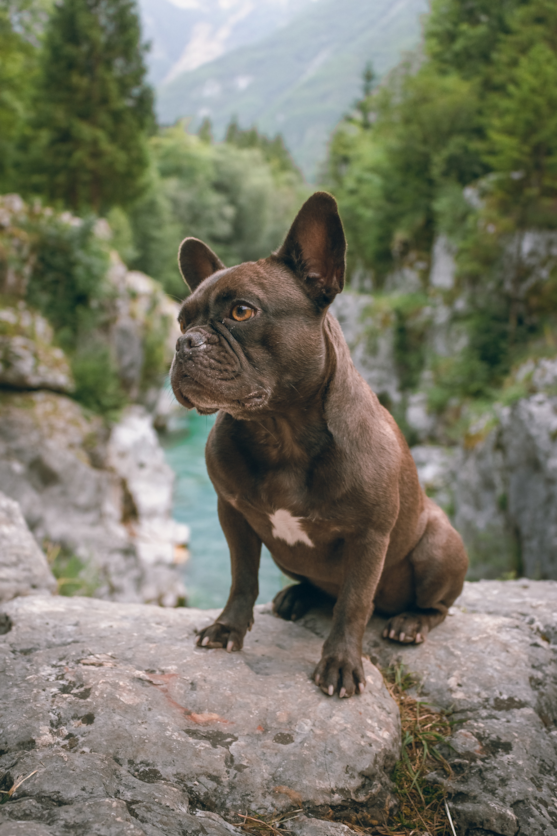 The Temperament and Personality Traits of the Chocolate Brindle French Bulldog
