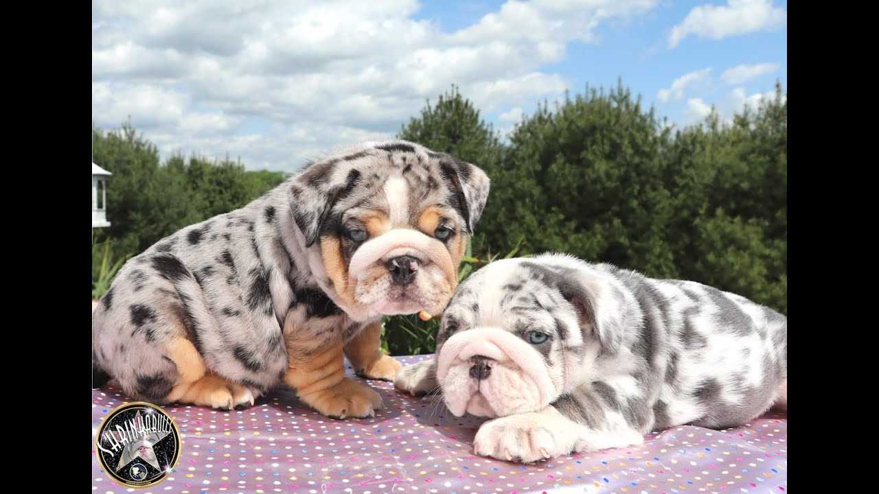 The Merle Tri English Bulldog An Exquisite Breed