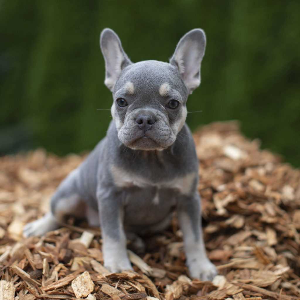 The Sable Merle French Bulldog A Unique and Beautiful Coat Color