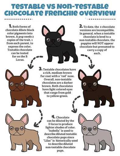 The Future of French Bulldog DNA Research