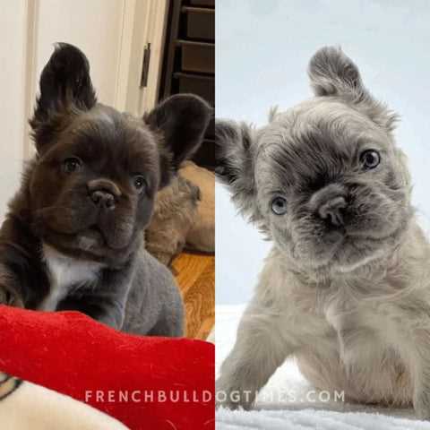 Welcome to the World of Blue Fluffy French Bulldogs