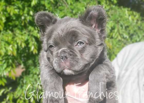 Introducing the Blue Fluffy French Bulldog