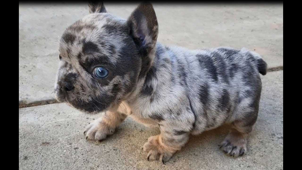 All About Blue Tri Merle French Bulldogs