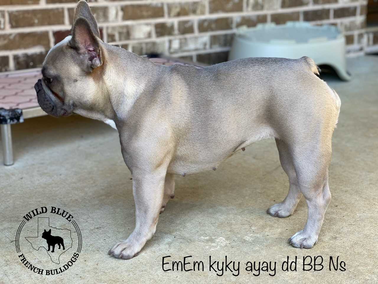 Blue and Fawn French Bulldog A Comprehensive Overview