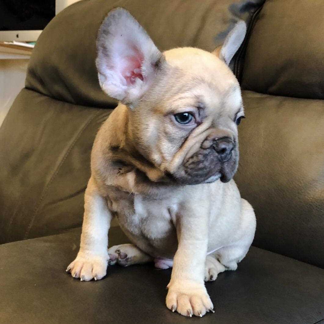 Choosing a Cocoa Fawn French Bulldog