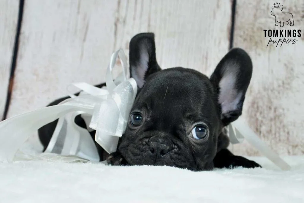 About the French Bulldog Breed