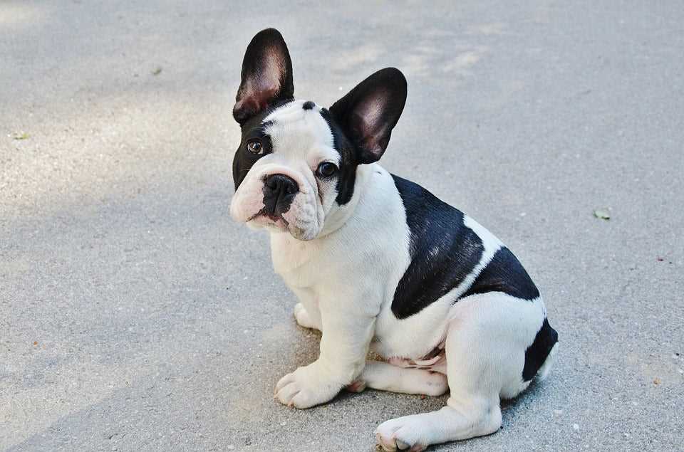 The Color Genetics of Black and White French Bulldogs