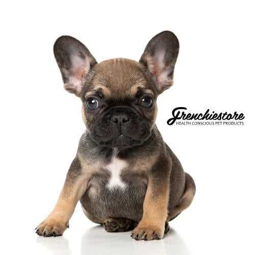 Care and Maintenance of Full Grown Black and White French Bulldogs