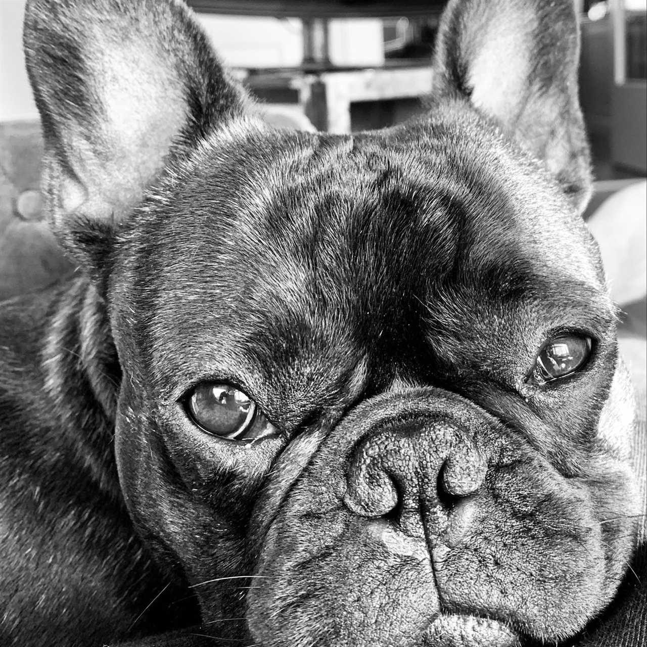 The Temperament of Full Grown Black and White French Bulldogs