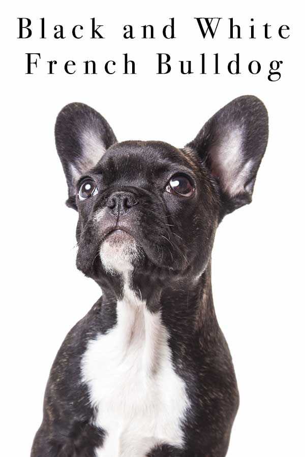 Training and Socialization of Full Grown Black and White French Bulldogs