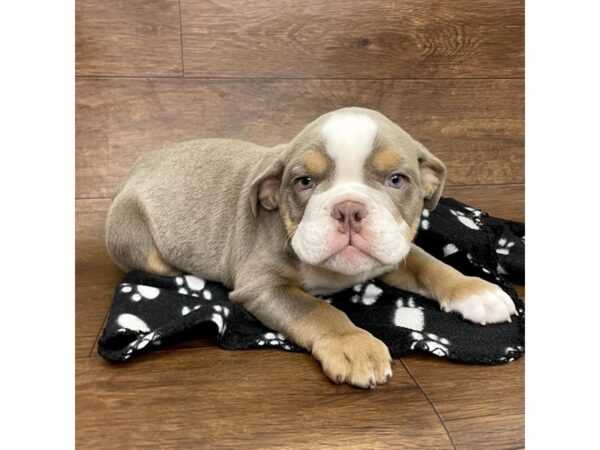 Origin and History of the Bulldog Breed