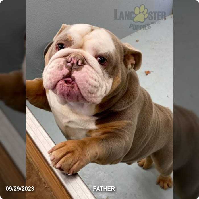 Caring for Lilac English Bulldog Puppies