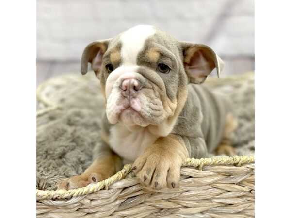 Health Considerations for Lilac English Bulldog Puppies